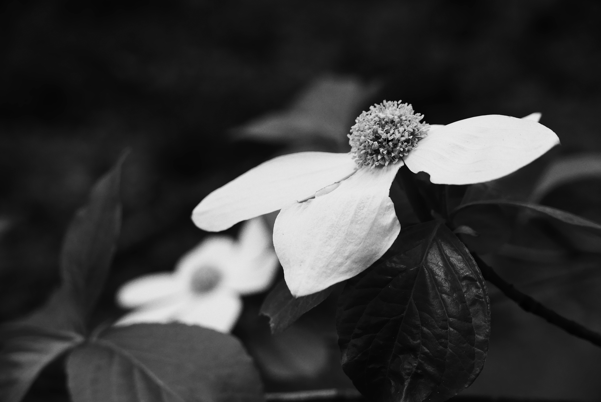 dogwood flower in black and white